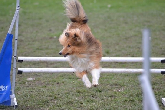 Des Terres De Lorraine - Pass agility & CAESC en poche 